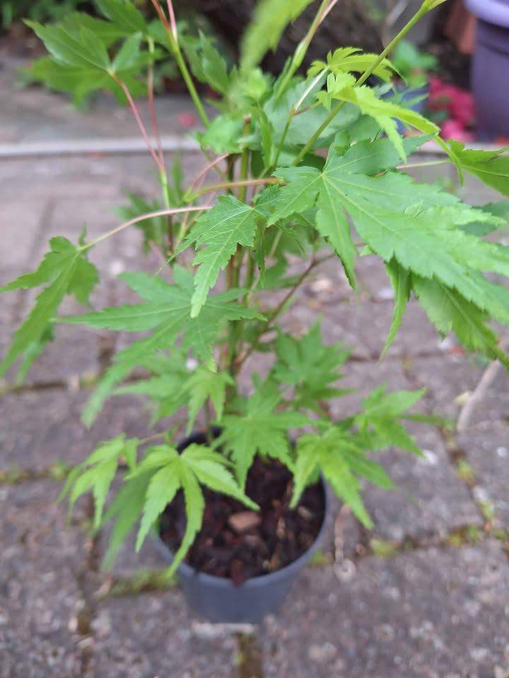 Acer Tree, Green leaved Japanese Maple Plant