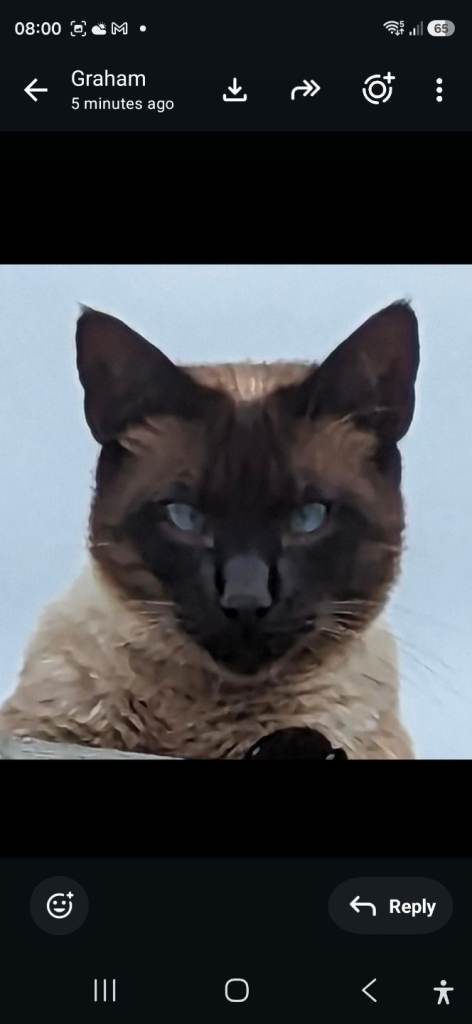 Missing cat