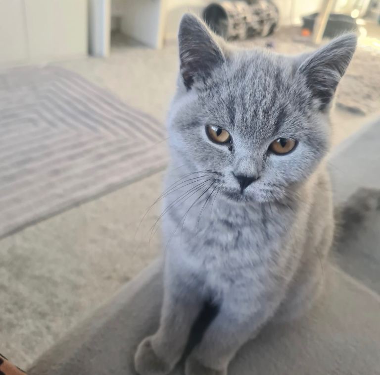 British shorthair kitten 