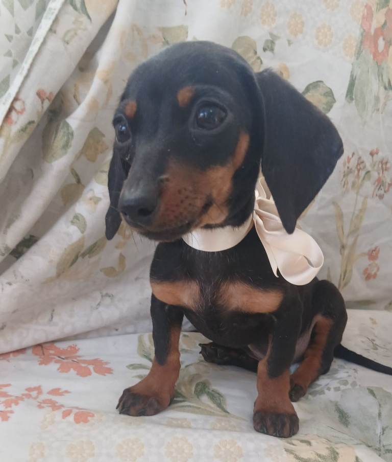 Dachshund 