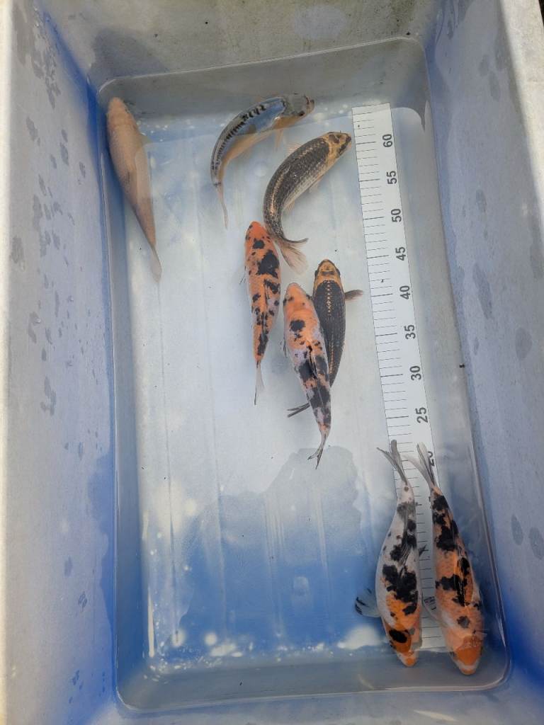 Koi Carp / Swansea Valley / 8 - 10+ inches Assorted varieties