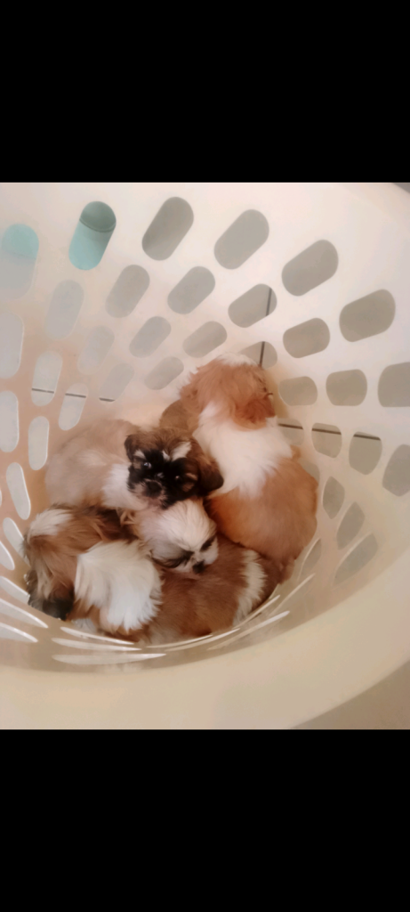 Shih Tzu puppies 