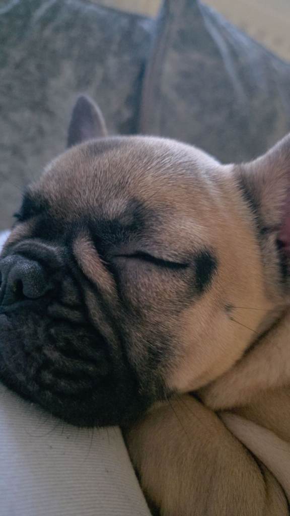 17 week old french bulldog 