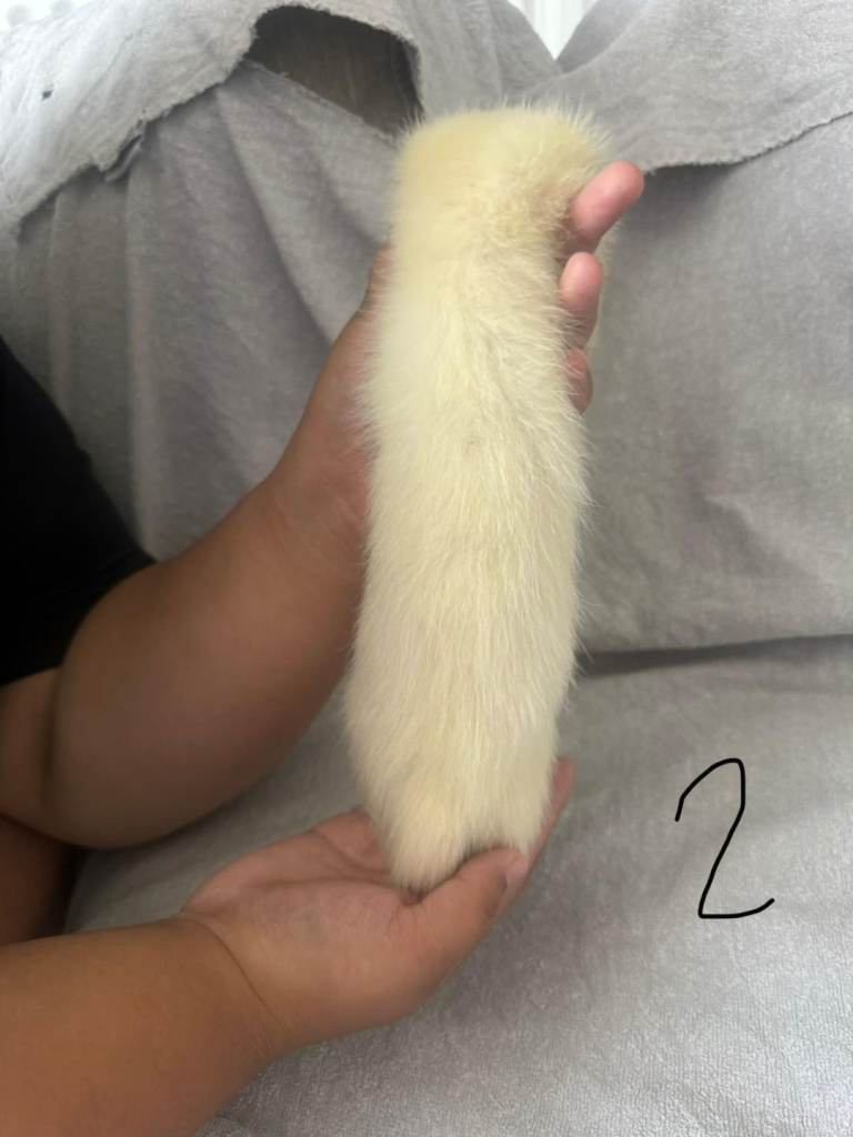 Stunning part angora kits for sale
