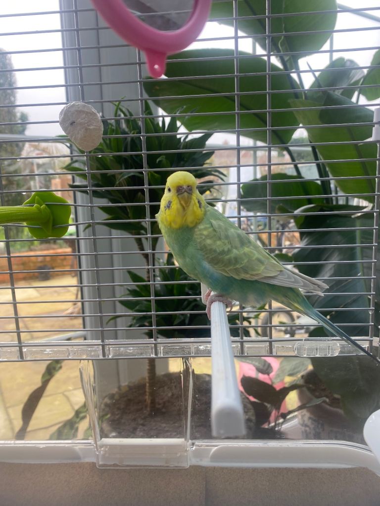 Female Budgie with Vision Bird cage