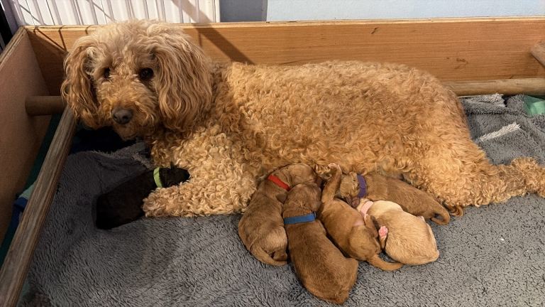 Miniature labradoodle puppies 