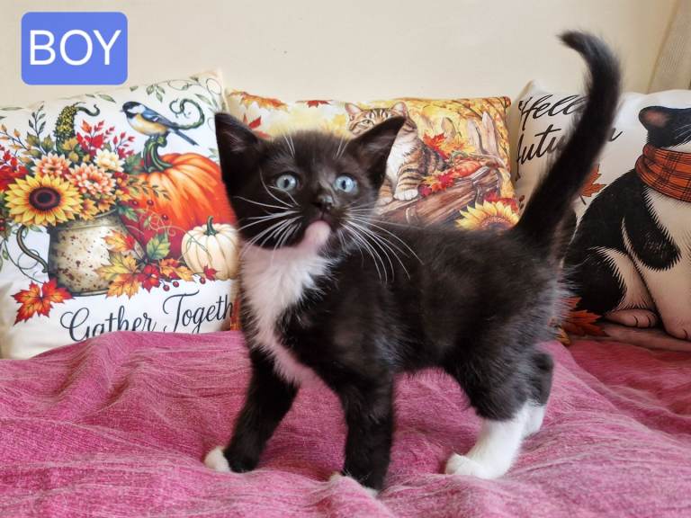 Cute kittens half ragdoll 