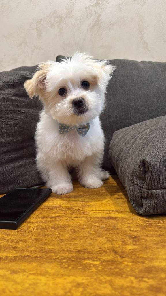 5 months old bichon frise Snowy