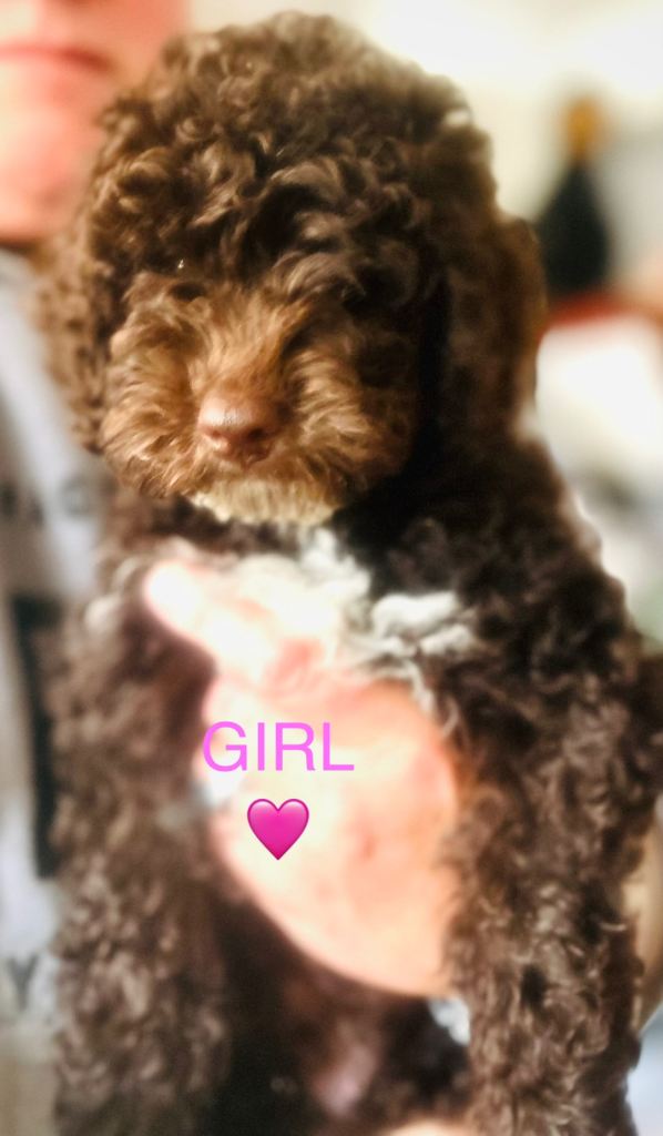 Cockapoo puppies