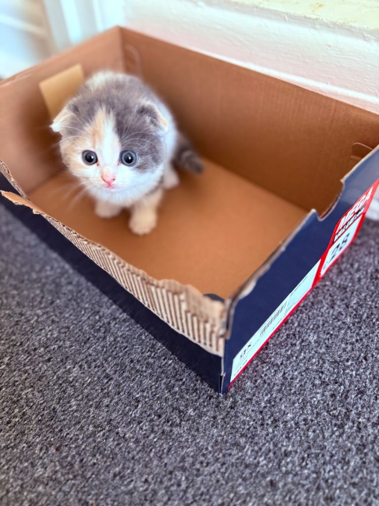 Kittens 