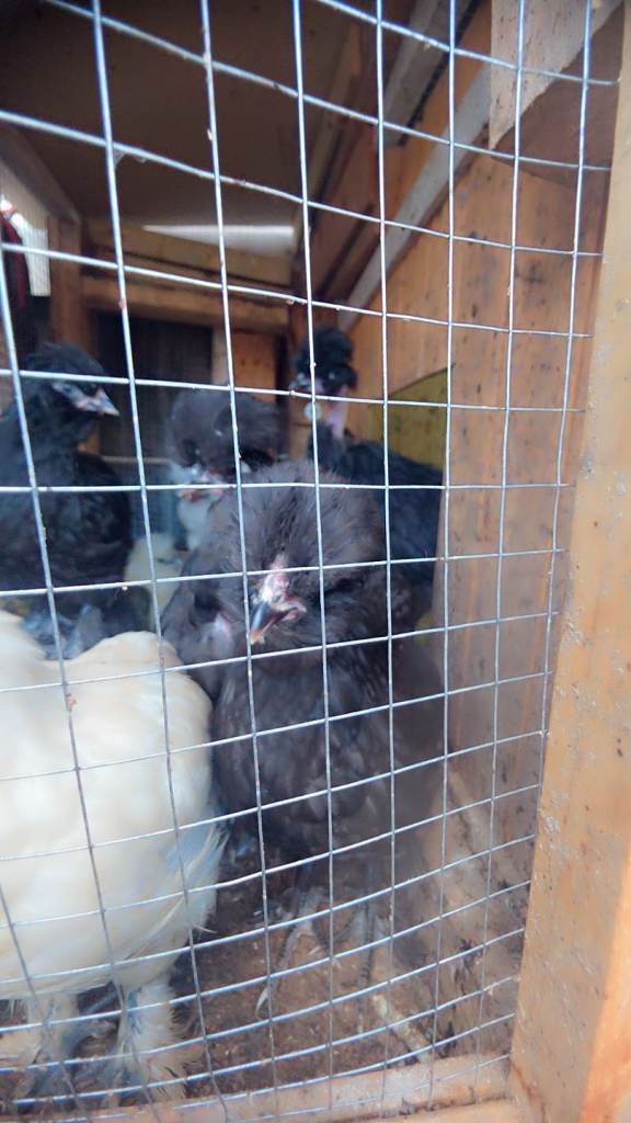 Chicks 