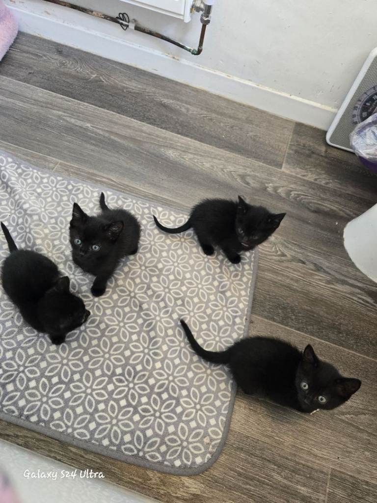 Black siamese 