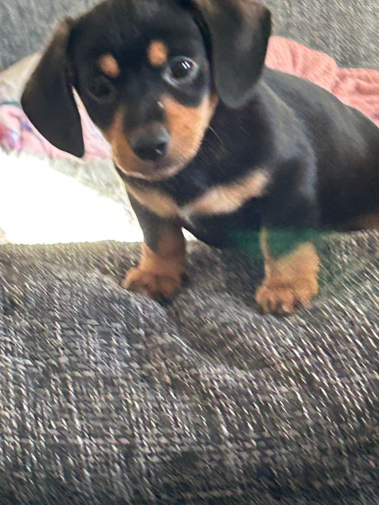 Gorgeous dachshunds puppies