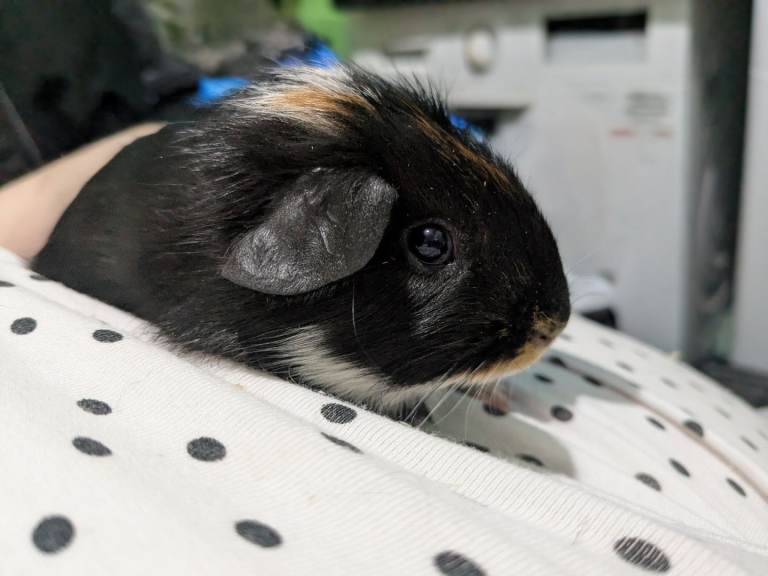 Lovely funky boar available 