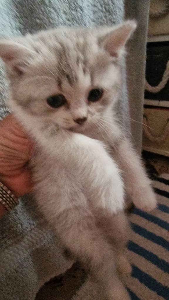 British Shorthair kittens