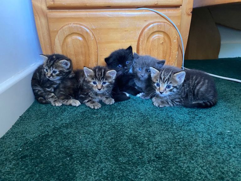 Five adorable kittens