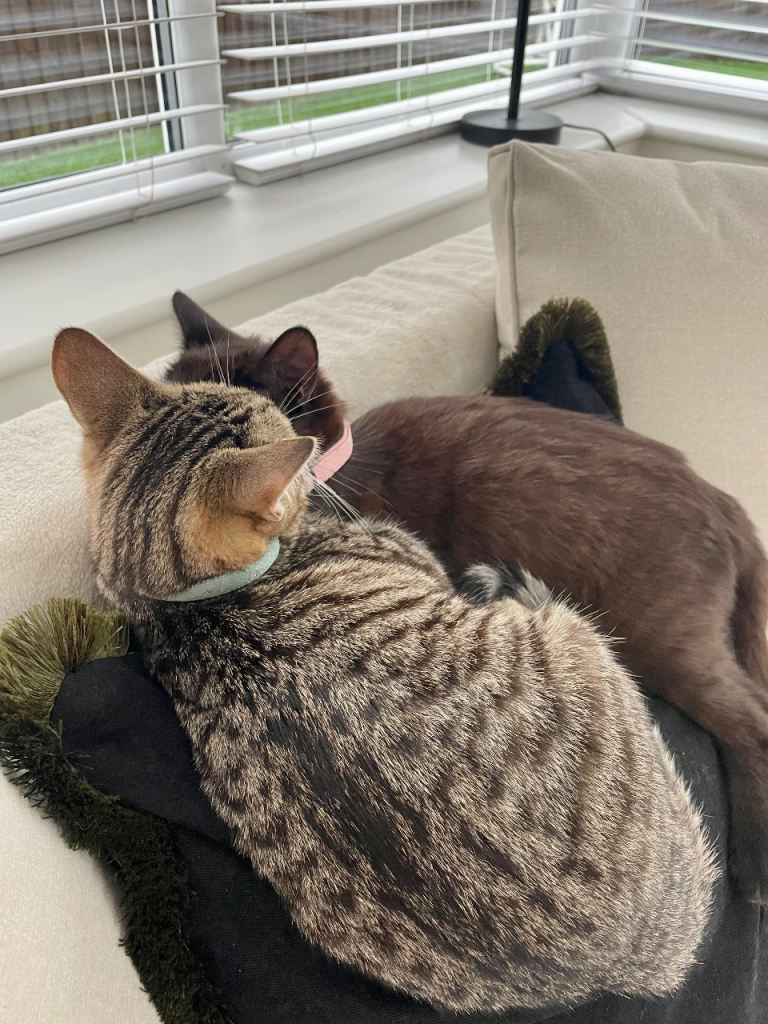 Female beautiful kittens (sisters)