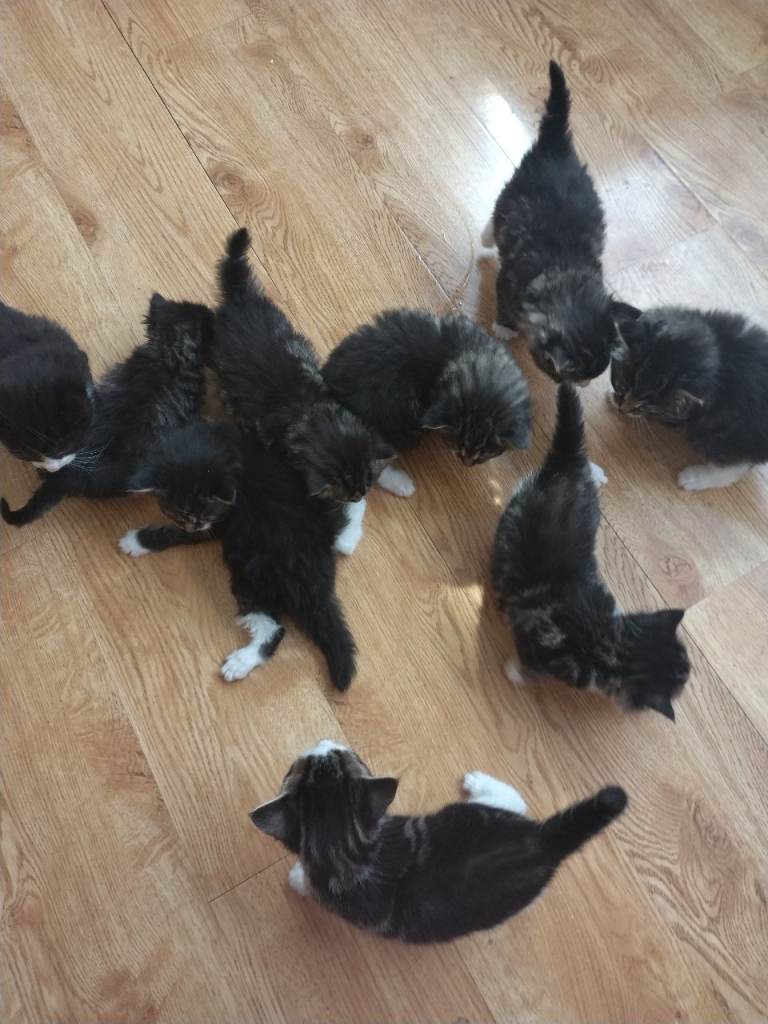Kittens 4 weeks old