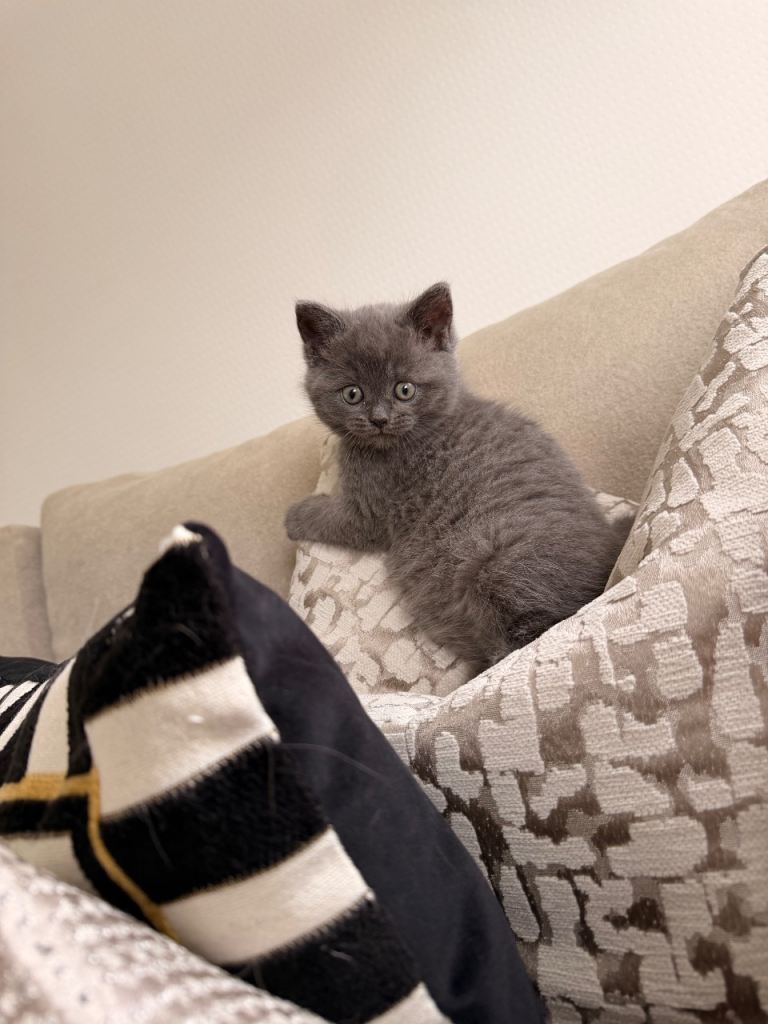 British Shorthair Kittens for Sale