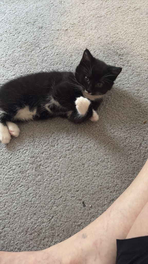 Kitten