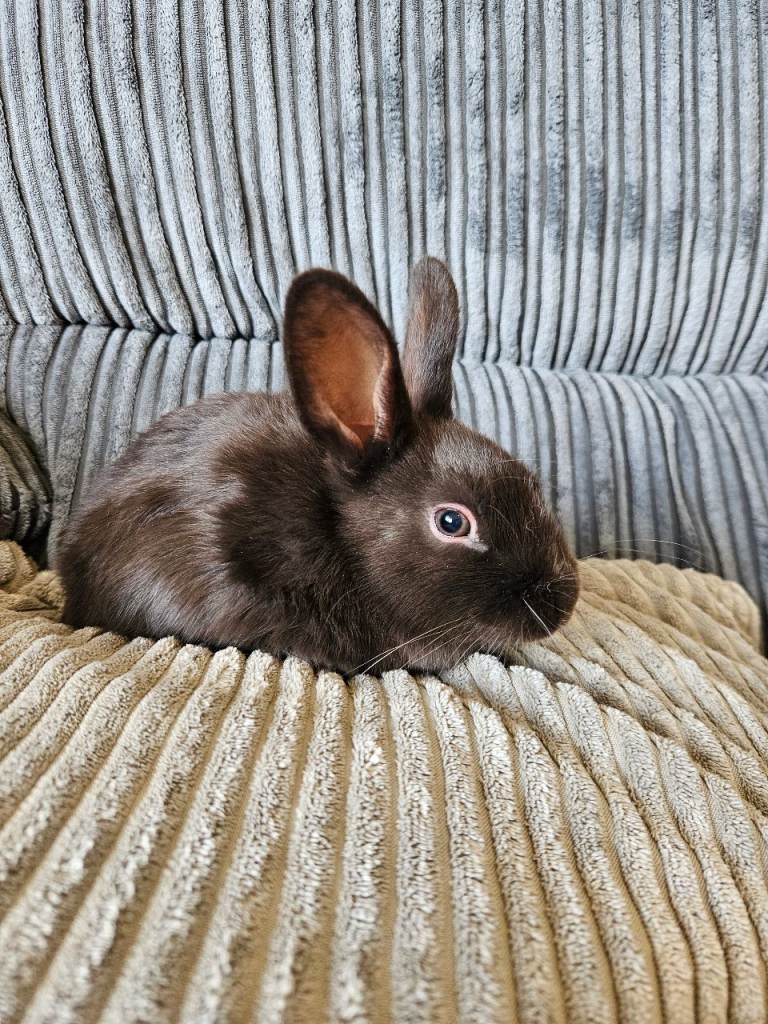 Havana baby tabbits 
