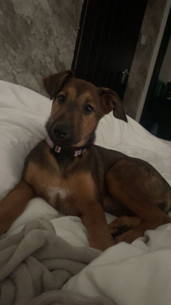 10 week old Belgium Malinois cross