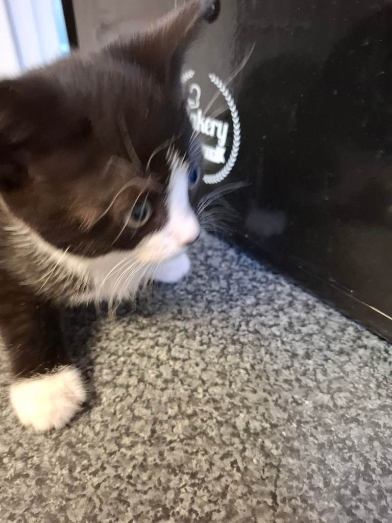 4 kittens for sale 3 female 1male 