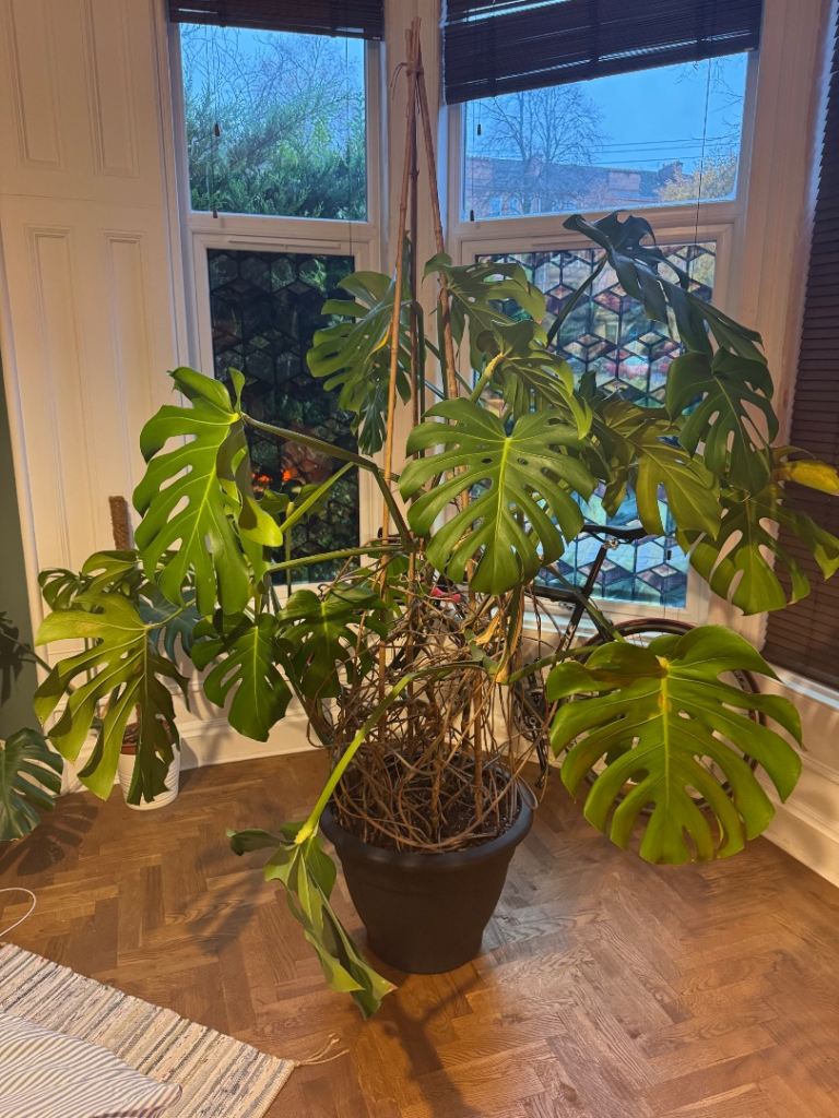 Large Monstera Deliciosa – Collection Only (Shawlands) 