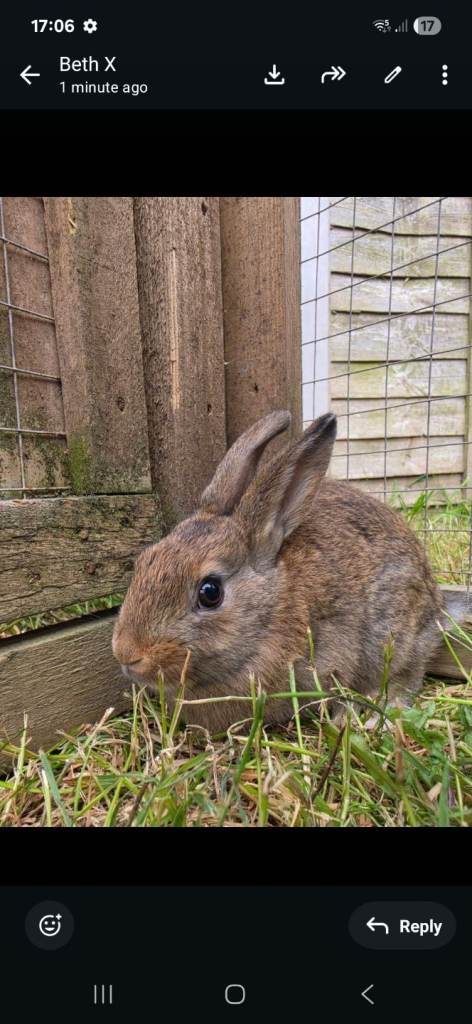 Beautiful baby bunny and adult females