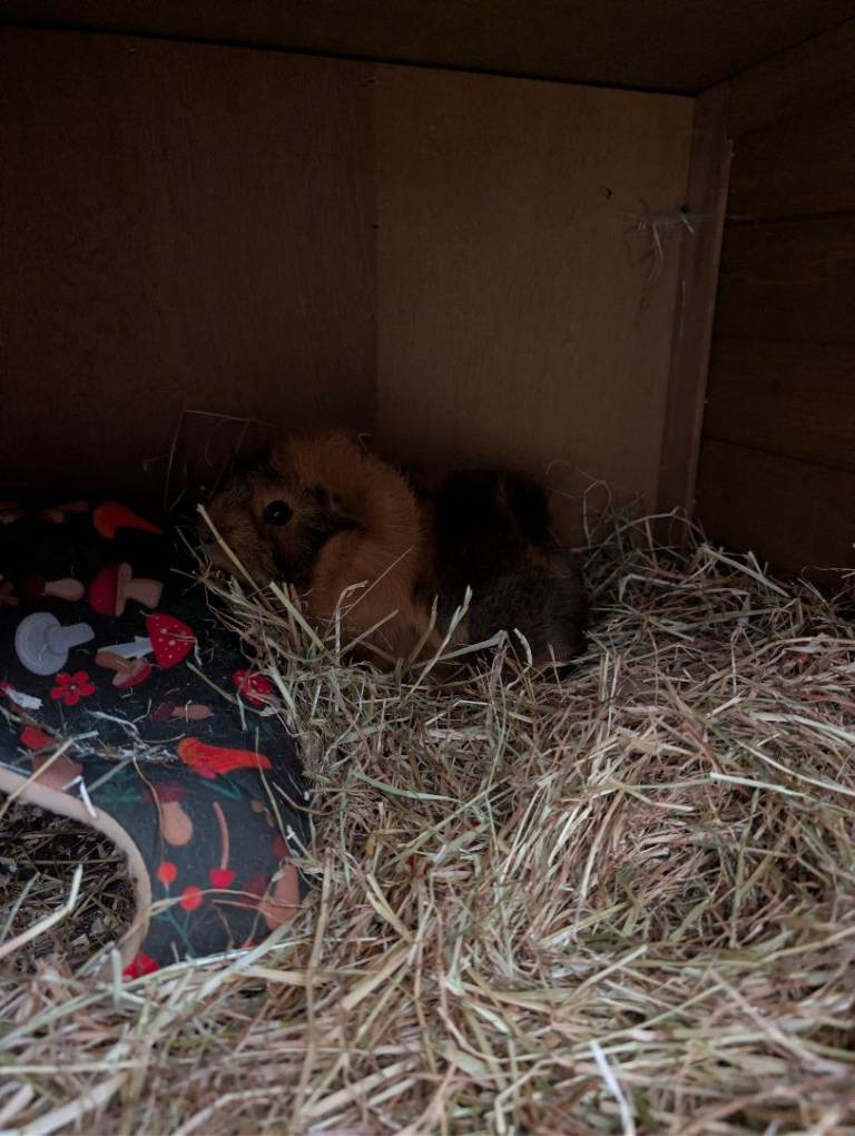 3 Guinea Pigs with Large Wooden Outdoor/Indoor Cage