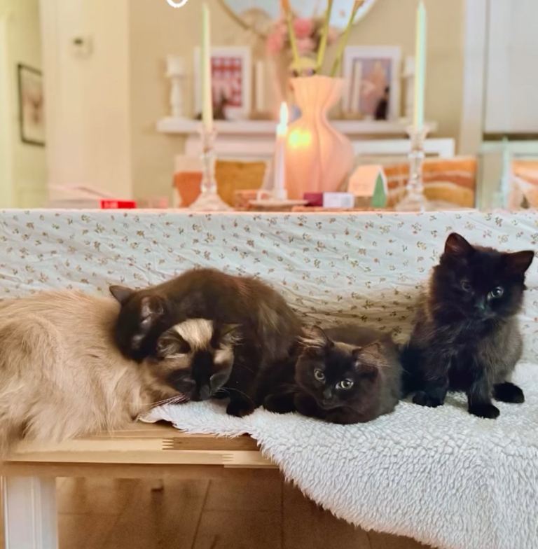 Black Ragdoll kittens 