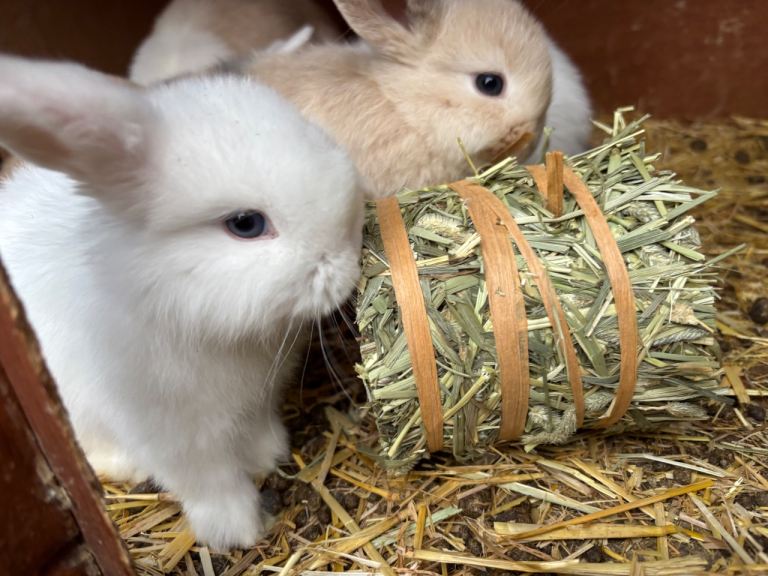 Baby Mini lops 
