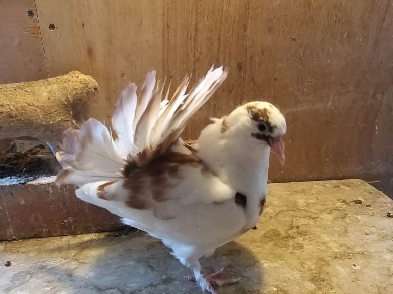 English garden fantail pigeons 