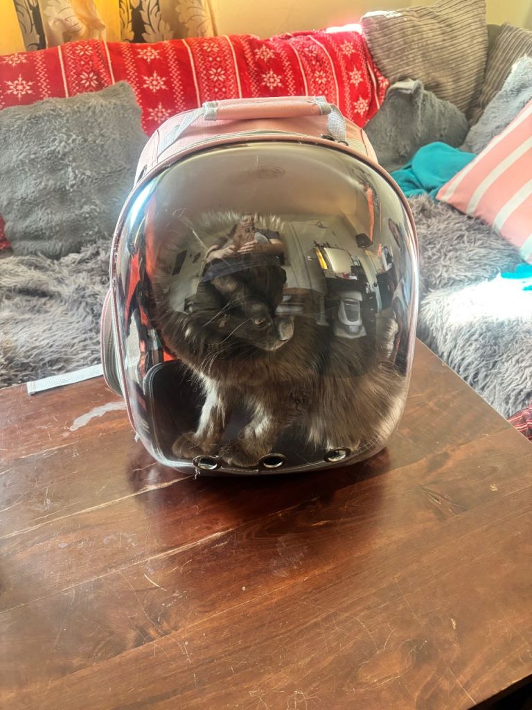 Backpack cat carrier 