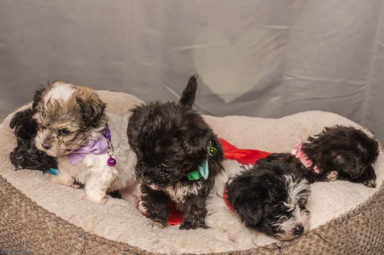 Bichon puppies for sale 