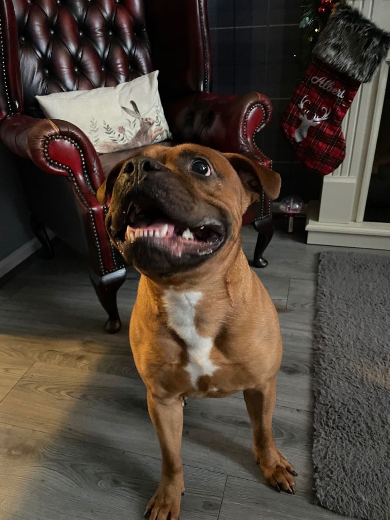 4 year old male Staffy to good home only 