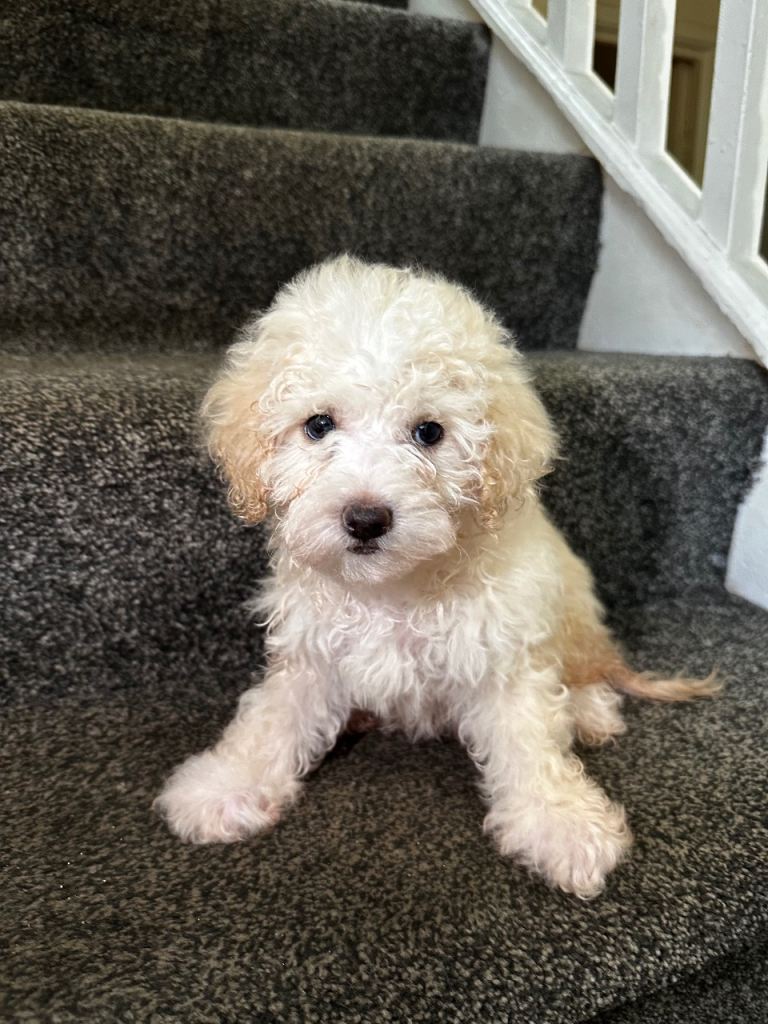 7 precious puppies looking for their forever homes