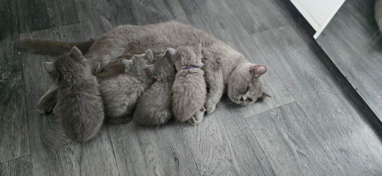 British Shorthair Girl kittens 😸 