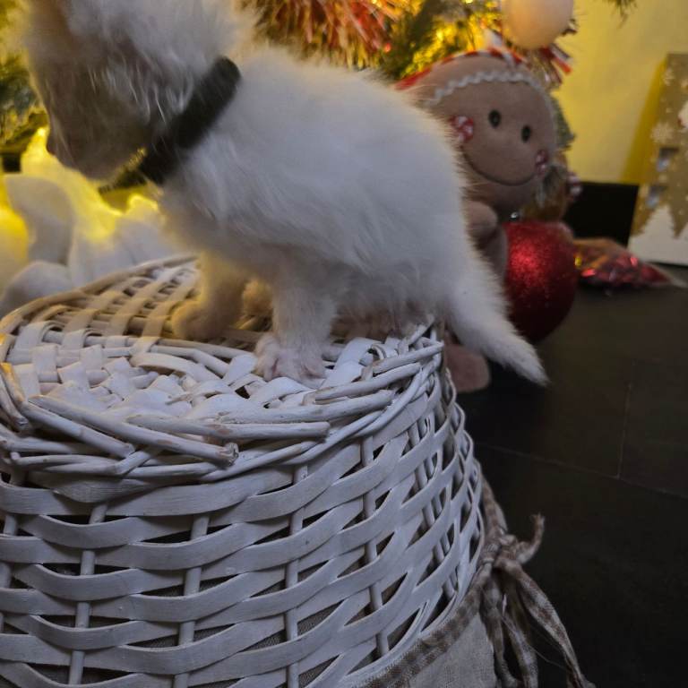 Champion russian Maine coon kittens