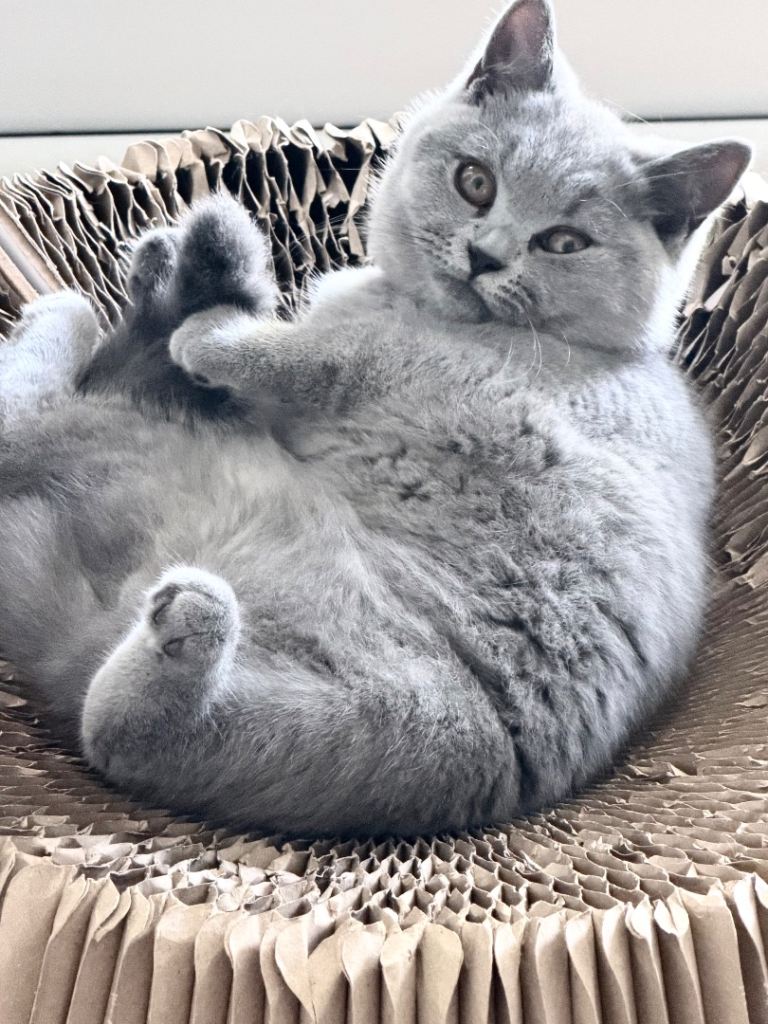 ONLY ONE FEMALE LEFT - READY - GCCF BRITISH SHORTHAIR