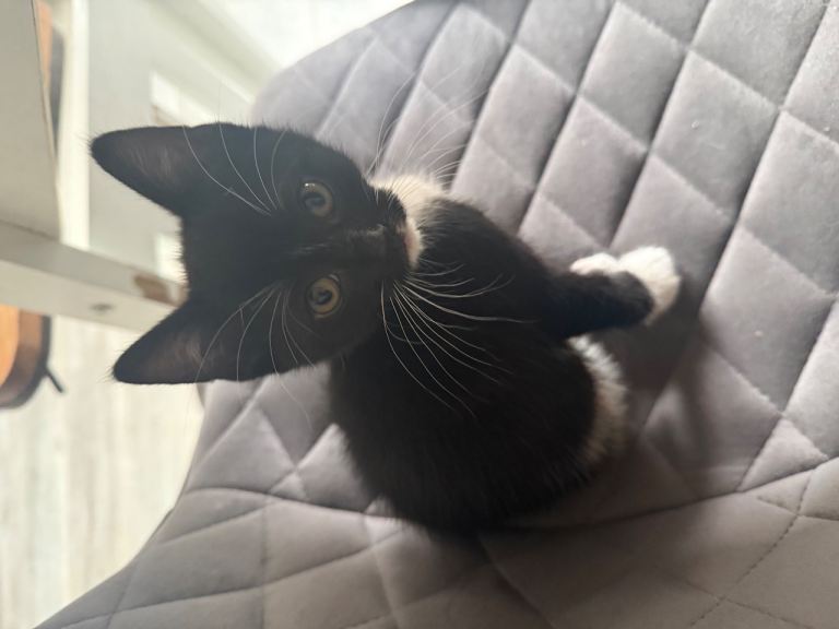 Kittens ready to go 