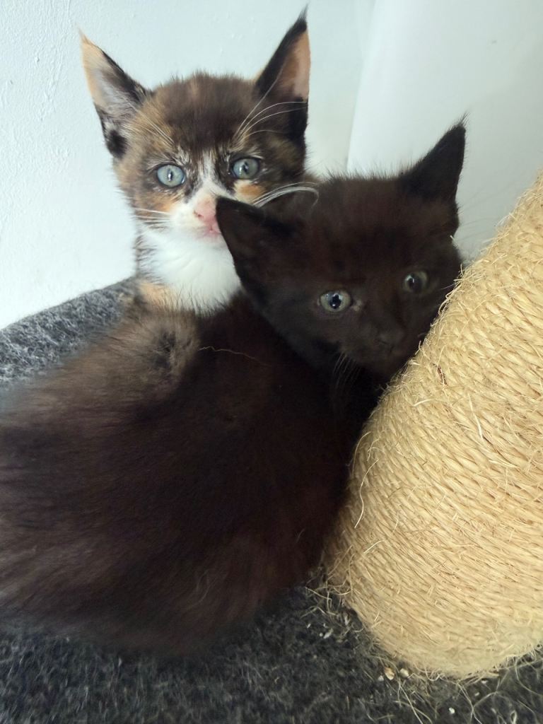 Calico Female Kitten Still available 