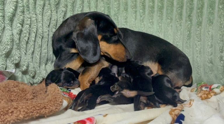 Dachshund puppies 
