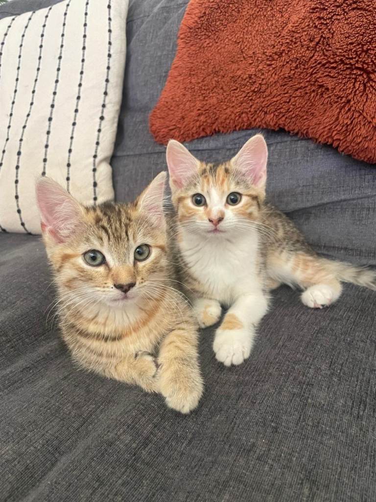 Kittens