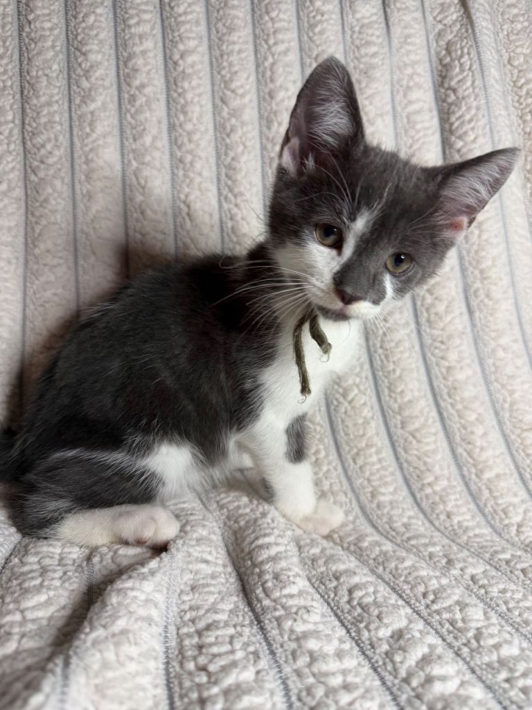 Beautiful Grey & Grey/White Microchipped Kittens – Ready Now 