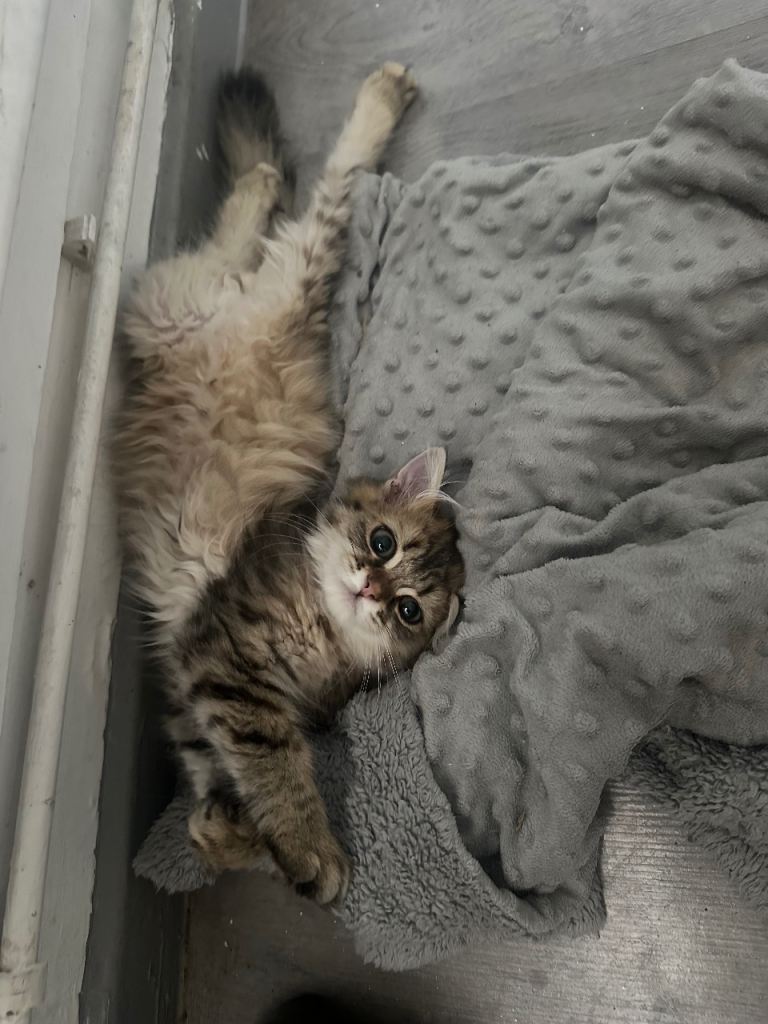 Kitten