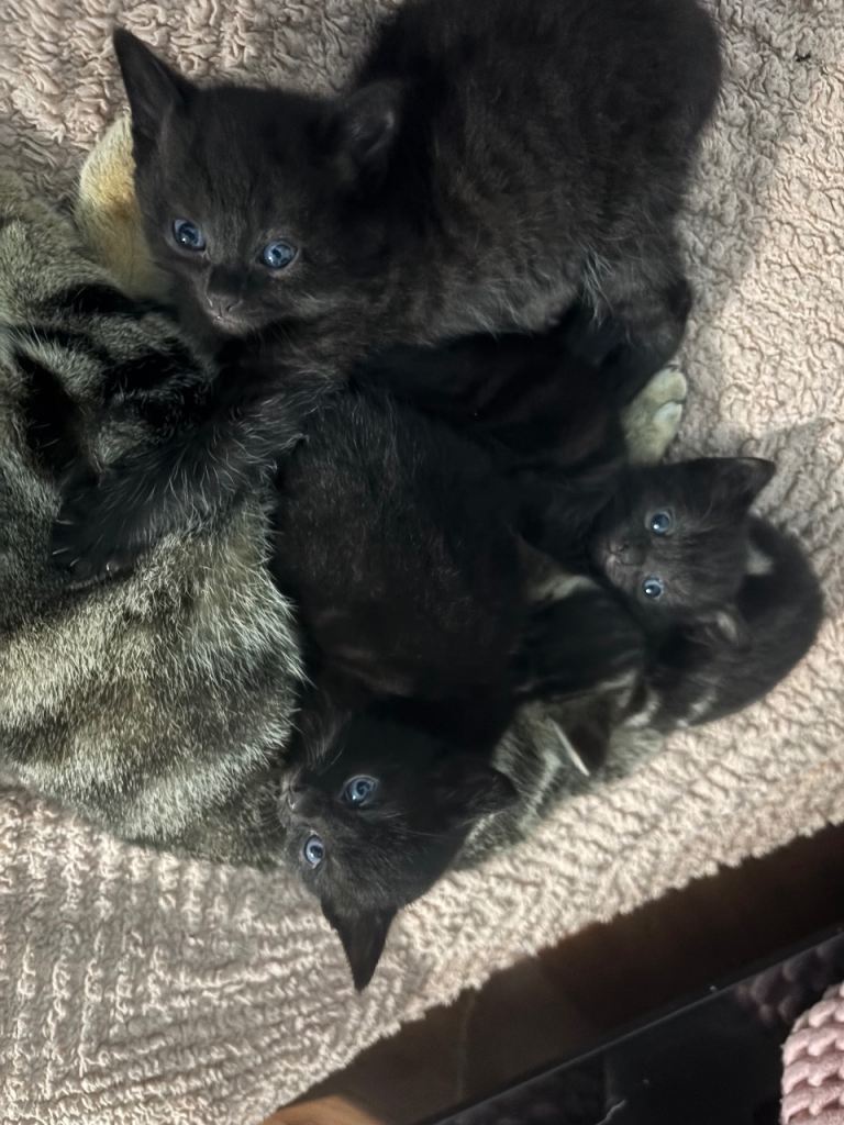 Kittens for sale 