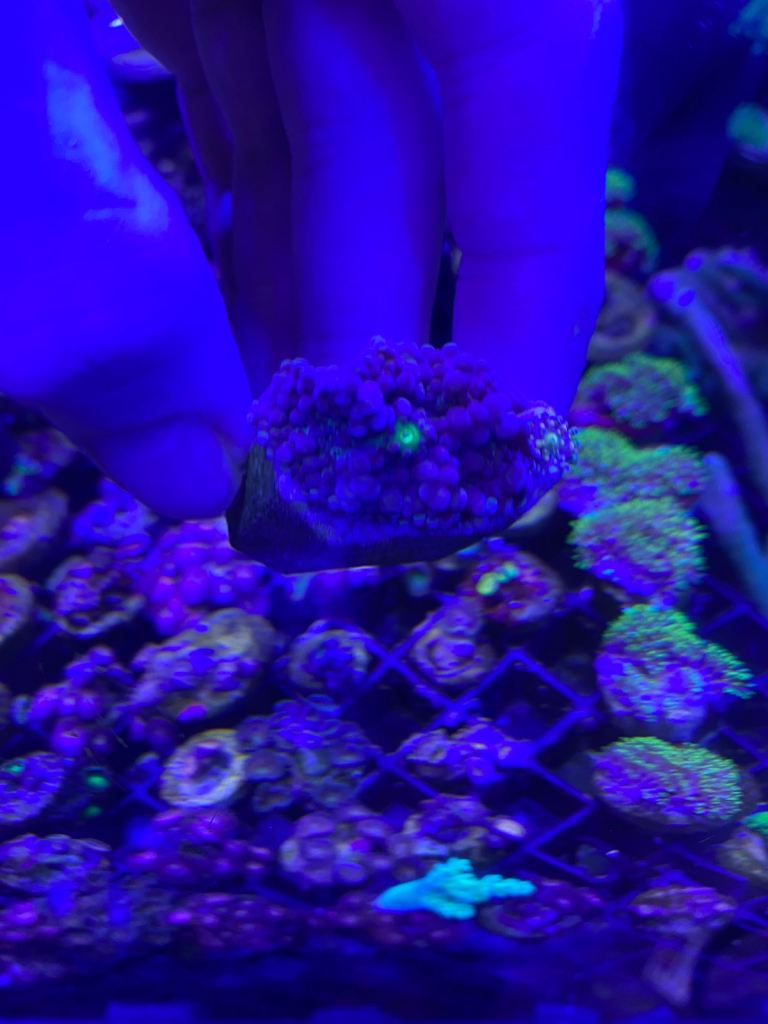 Ricordea yuma shroom coral frag