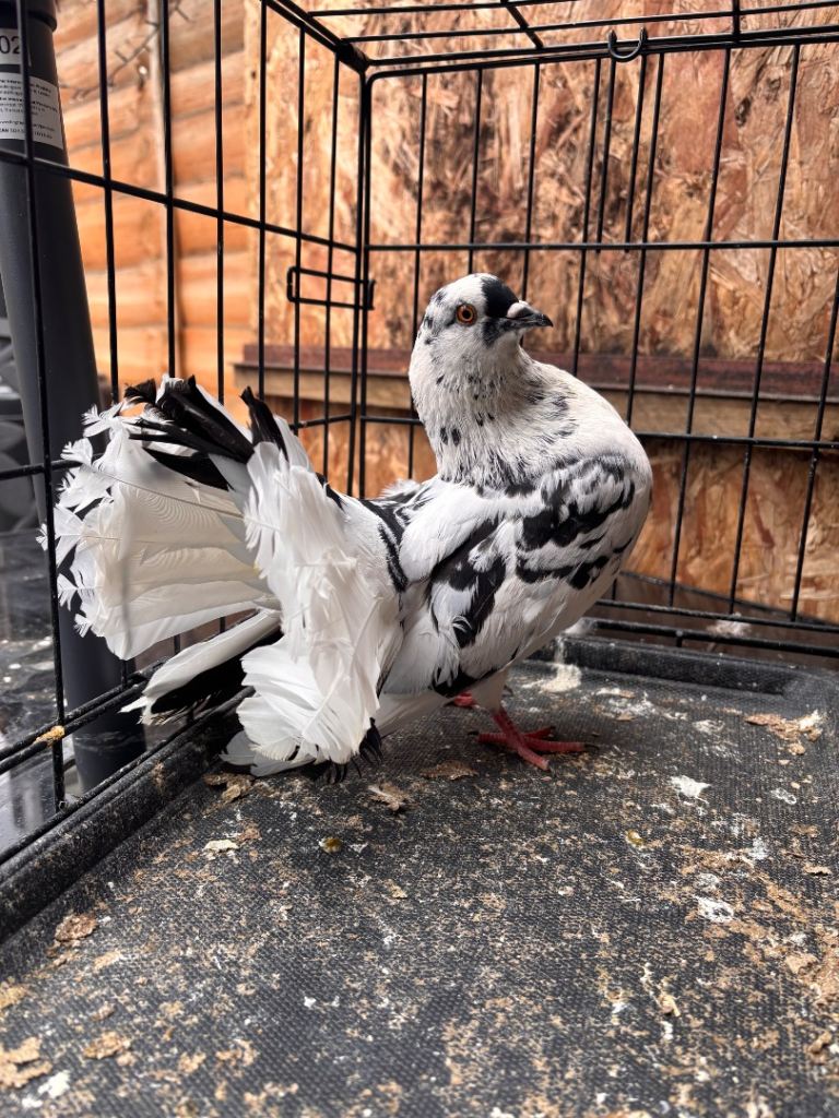 Garden Fantails