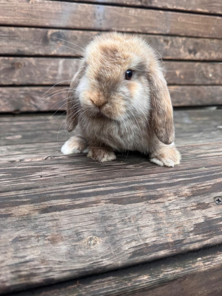 Mini lops